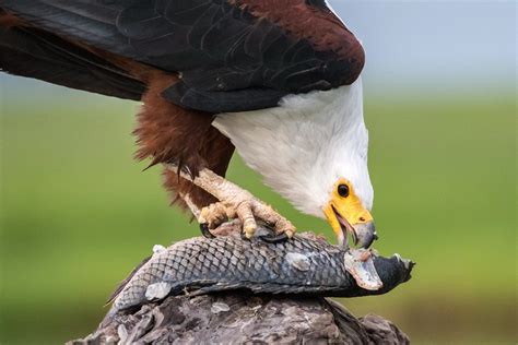 african fish|African fish eagle .